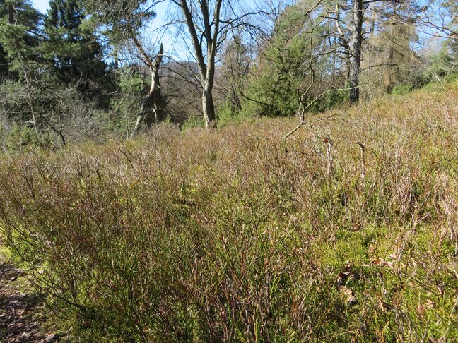 Dichter Bestand von Heidelbeere, im Hintergrund in die Fläche vordringende Bäume (Foto: N. Sielemann)